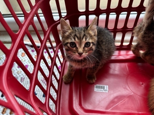 5-6 haftalık yavru kedi fotoğraf