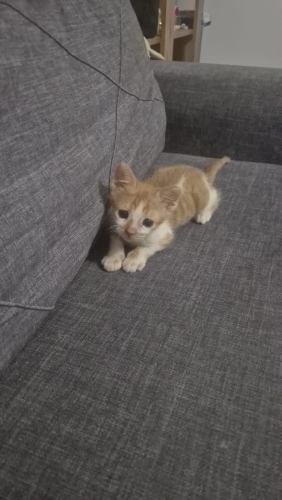 Yağmurlarla gelen küçük kedi poyraz nasıl tatlı fotoğraf