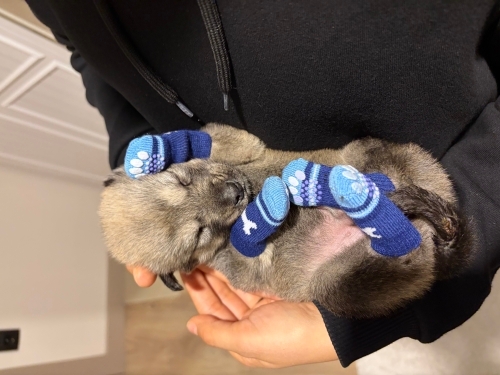 3 HAFTALIK KANGAL KIRMASI BEBEK KOPEK fotoğraf
