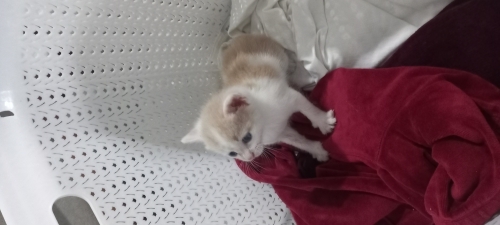 4 haftalık yavru kedi fotoğraf