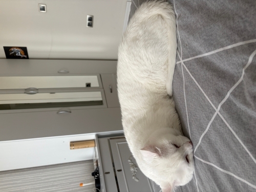 Ücretsiz kalıcı yuva fotoğraf