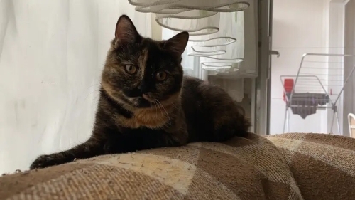 Sevecen kızımız Lucy fotoğraf