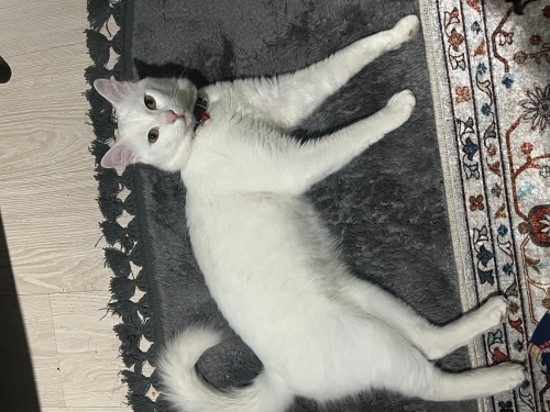 acil yeni yuva arıyoruz fotoğraf