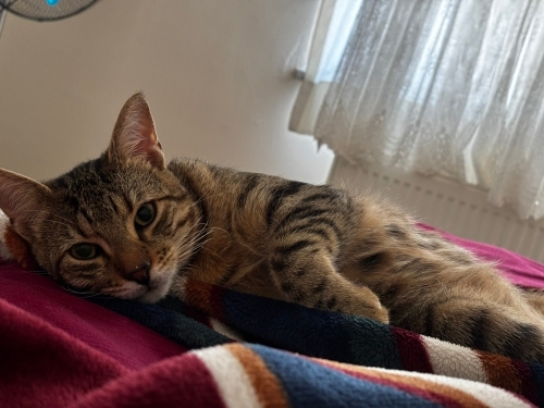 7 aylık bu güzel kısır erkeğe yuva olun lütfen fotoğraf