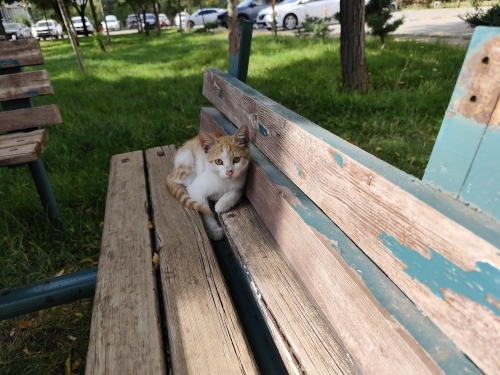 korkak yavru kedi fotoğraf