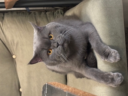 Duman, çok sevimli, sağlıklı, aşıları tam fotoğraf