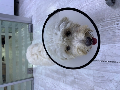 Paşaya acil yuva 9 aylık Maltipoo fotoğraf