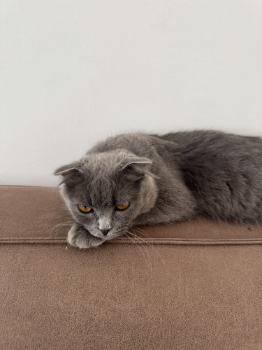 Scottish Fold Ücretsiz Sahiplendirilecektir. fotoğraf