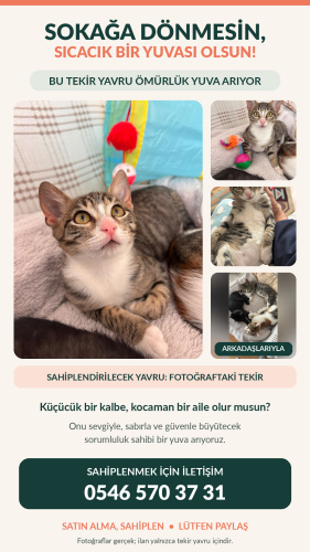 2.5 Aylık Bal gözlü miniğimiz fotoğraf