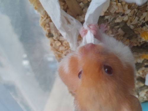 Hamster sahiplendirme fotoğraf
