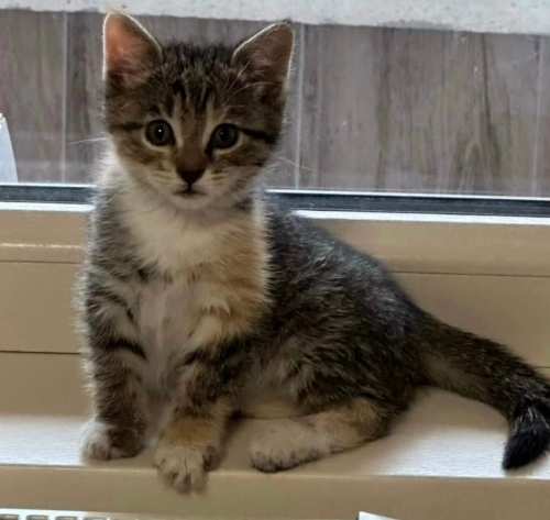 Minik yuva arıyor fotoğraf