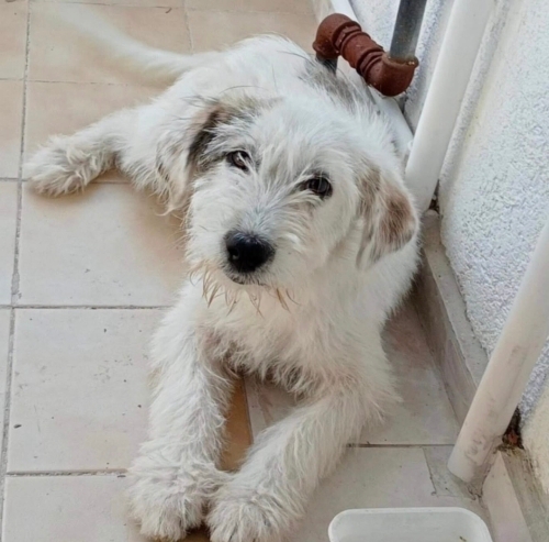 Bıdık yuva arıyor fotoğraf