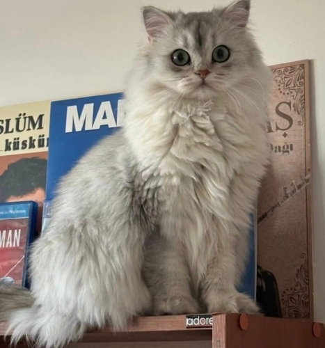 Latte yuva arıyor fotoğraf