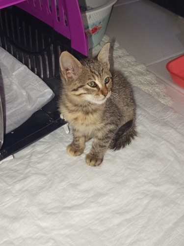 Sahibine Şans verecek kedi fotoğraf