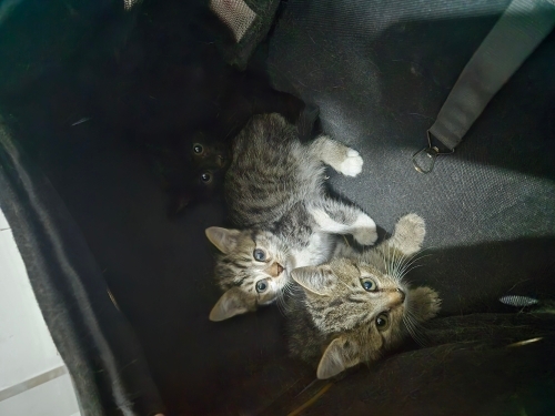 Ömürlük Yuva Arayan 5 Melek (1 Siyah, 4 Tekir) – Tamamen Ücretsiz & Takipli fotoğraf