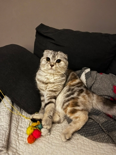 Ömürlük Yuva Aranıyor fotoğraf
