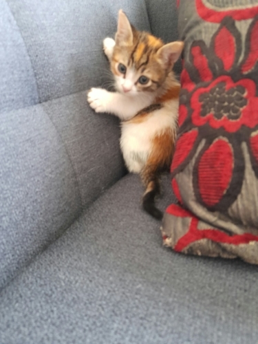 1,5 aylık calico yavru kedi fotoğraf