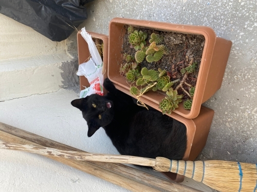 Sevilmeye bayılan zeytin 🥰 fotoğraf