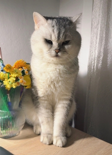 Sakin ve Uysal Dostuma Ömürlük Bir Yuva Arıyorum fotoğraf