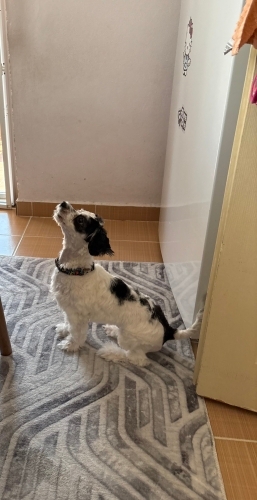 Maskeli lokum sahiplendirme acilll fotoğraf