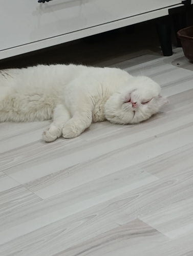 Leoyu sahiplendiriyoruz fotoğraf