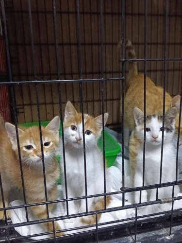 Tatlı mı tatlı, oyuncu yavrulara yuva fotoğraf
