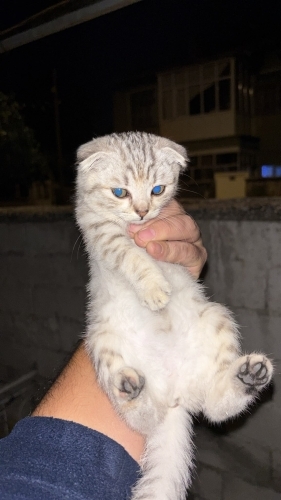 Konya Annesine Araç Çarpmış fotoğraf
