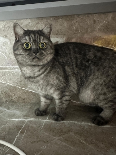 Ömürlük Yuva Arıyor fotoğraf
