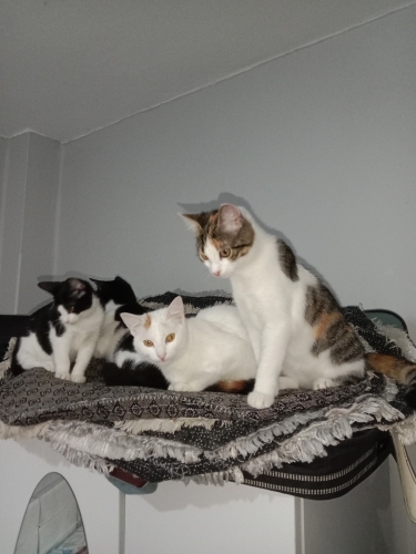 Değişik cins ve yaşlarda şirin,sevimli ev kedileri fotoğraf