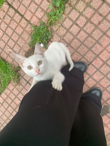 Acil korumaya alınması gerek fotoğraf