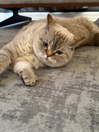 Beybi'ye Yuva Arıyoruz! fotoğraf