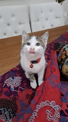 Pamuk şekeri minnak fotoğraf