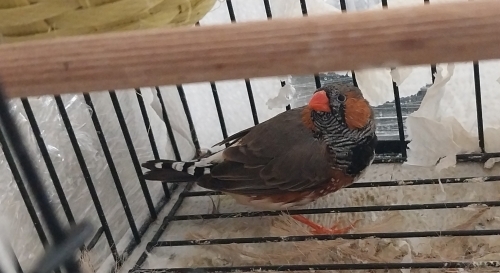 Mecburi Sahiplendirme fotoğraf