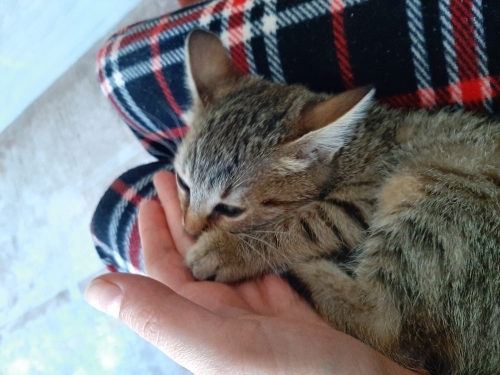 Bebek boncuk için acil yuva aranıyor fotoğraf