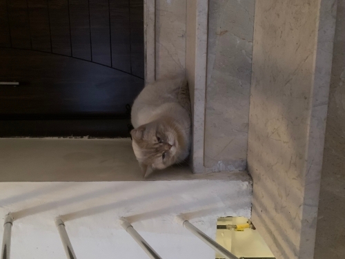 Kedi acil sahiplendirilmek üzere fotoğraf