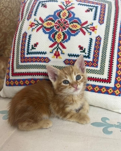 MİNİ MİNİ DİŞİ VE ERKEK SARMAN PONÇİKLER fotoğraf