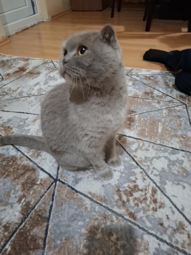 Ömürlük ailesini arıyor fotoğraf