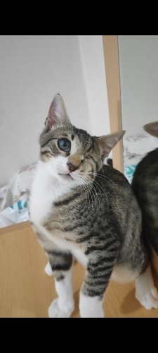 Tek Gözlü Kediye Acil Yuvası Aranıyor fotoğraf
