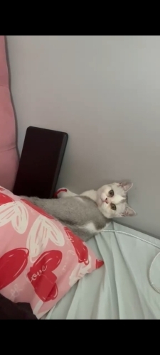 Britis erkek oğlumuza ona iyi bakacak yuva ariyoruz fotoğraf
