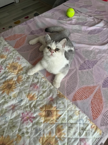 Erkek british shorthair kedi. 5-6 aylık. fotoğraf