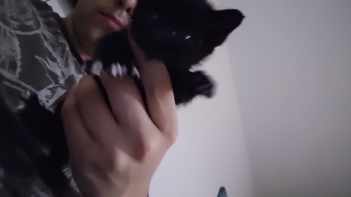 Sokaktan kurtarıldı geçici evinde acil yuva fotoğraf
