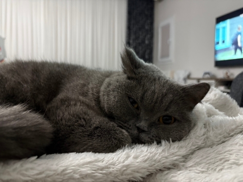 Görebileceğiniz en akıllı kedi.. fotoğraf