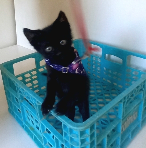 PANTER COK TATLI fotoğraf