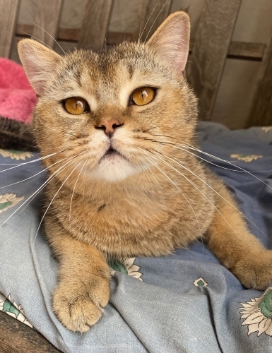 Oyuncu Tatlı British Shorthair fotoğraf