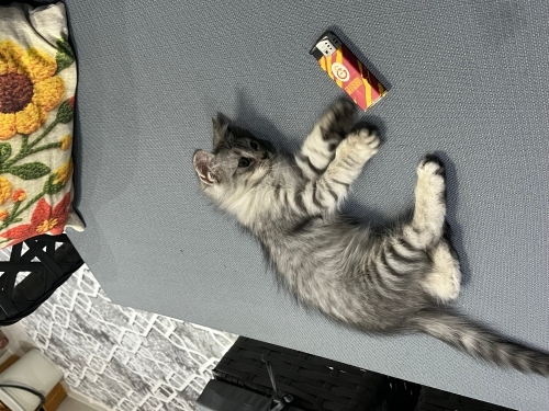 2 aylık melez yavru fotoğraf