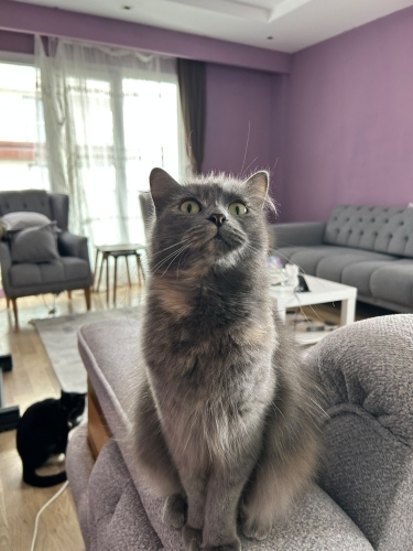 Sahibi Ölen Geçici Yuvadaki Kedilere Öncelik Verelim fotoğraf