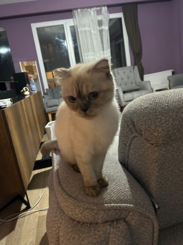 Geçici Yuvadaki Sahibi Vefat Eden Sevecen Uyumlu Scottish Fold Minnoş Dişi fotoğraf