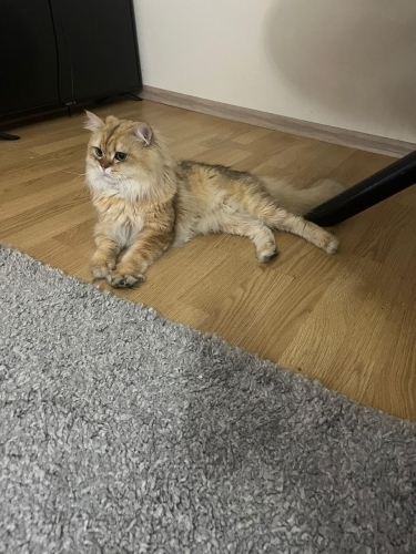 🐱 YUVASINI ARAYAN BRITISH LONGHAIR KEDİ 🐾 fotoğraf