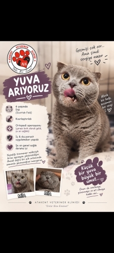 Scottish fold Mia yuva arıyor fotoğraf
