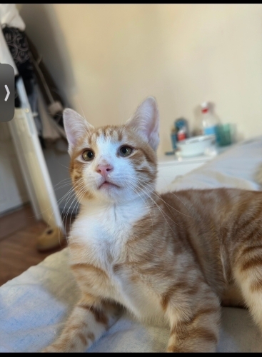 Gözleri şehla çok sevimli acil yuva fotoğraf